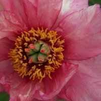 Strauchpfingstrose L`Aurore